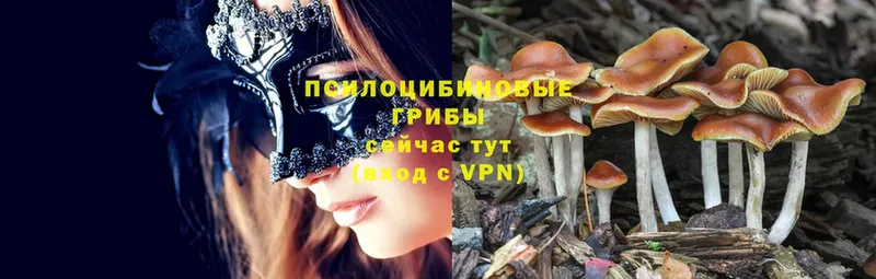 купить   Апшеронск  Псилоцибиновые грибы Magic Shrooms 